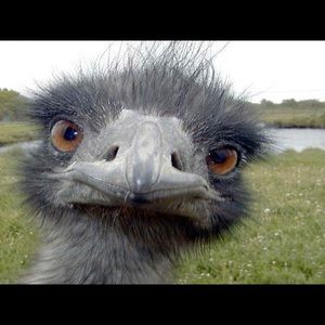 Meet your Posher, Galen